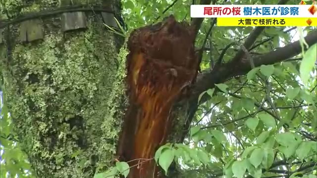 大雪で折れた“巨木”　もう一度美しい姿に…　天然記念物・尾所の桜を樹木医が診断【岡山・津山市】