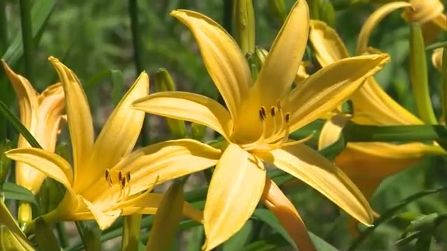 スキー場のゲレンデが黄色に染まり…青空と“写真映え”　恩原高原でキスゲの花が咲き始め【岡山・鏡野町】