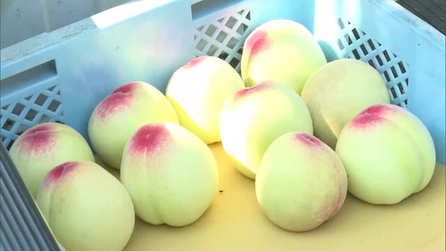 ”果物王国・岡山”の初夏の味覚　露地栽培のモモ　出荷始まる【岡山・倉敷市】
