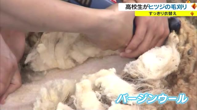 ２歳のヒツジ“チコちゃん”の「バージンウール」の感触は？　高校生が毛刈りを体験【岡山・岡山市】