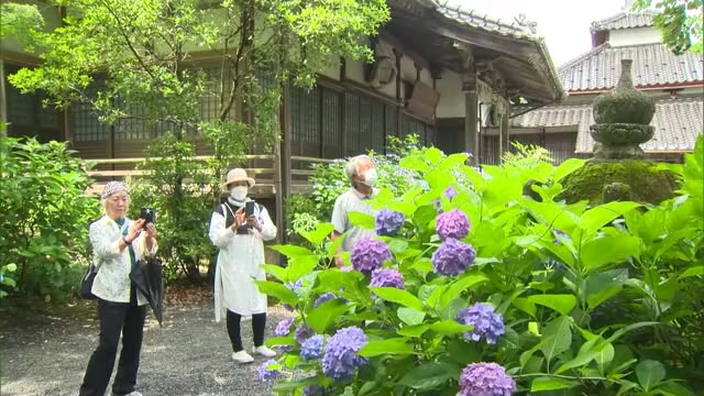 約３０００株が咲き競う“あじさい寺”　４年ぶり「腰高障子」も公開　津山市・長法寺【岡山】