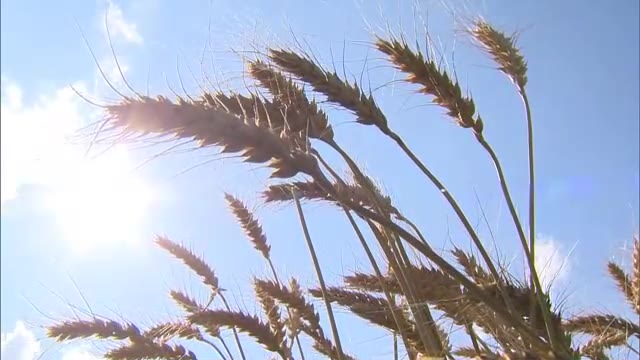 梅雨の晴れ間に刈り取り　パン用小麦の「せときらら」収穫作業が最盛期【岡山・津山市】