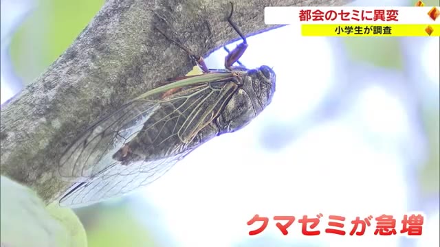 セミの鳴き声に“異変”　小学生がその謎に迫る　市街地で急増しているセミの存在も【岡山・岡山市】