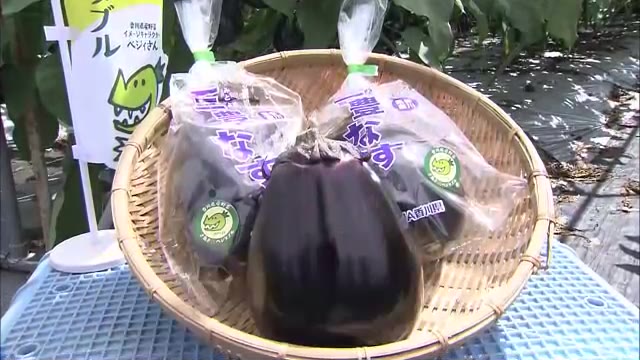 一般的なものの約３倍！ジャンボな「三豊なす」の収穫最盛期【香川・三豊市】
