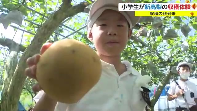 津山市の小学生が「特産新高梨」の収穫体験　絵などが書かれた袋の中で立派に育った実に大喜び【岡山】