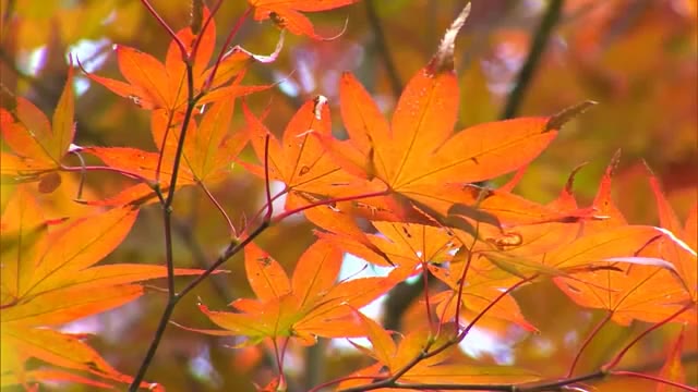 岡山県北を代表する紅葉スポット　中でも色づきが美しいのは…　週末からもみじ祭りも【岡山・鏡野町】