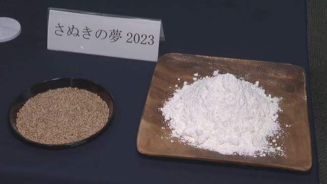 讃岐うどん用の小麦「さぬきの夢２０２３」発表　うどん試食の池田知事も“売れる”と太鼓判押す【香川】