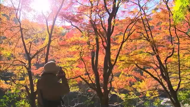 岡山県を代表する紅葉スポットの１つ　鏡野町の「奥津渓」で紅葉見頃【岡山】
