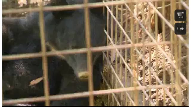 １１月１５日からツキノワグマの狩猟解禁…岡山県のクマ出没状況や注意する時間帯と対策は【岡山】　