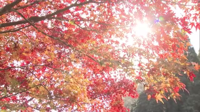 週末には温かい「シシ汁」も用意　日本紅葉の名所１００選・宇甘渓の紅葉が見ごろ【岡山・吉備中央町】