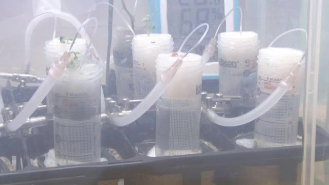 “宇宙の土”で育った野菜、初公開　将来は「月と火星で森を作りたい」と夢ふくらむ【岡山・岡山市】