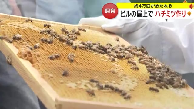 採れたハチミツはデパートで販売へ…岡山市中心部で約４万匹のハチで”ミツバチプロジェクト”【岡山】
