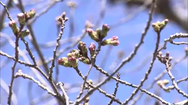 ぽかぽか陽気でそろそろ…春のライトアップを予定の高松市・栗林公園のサクラ開花は「まだ」【香川】