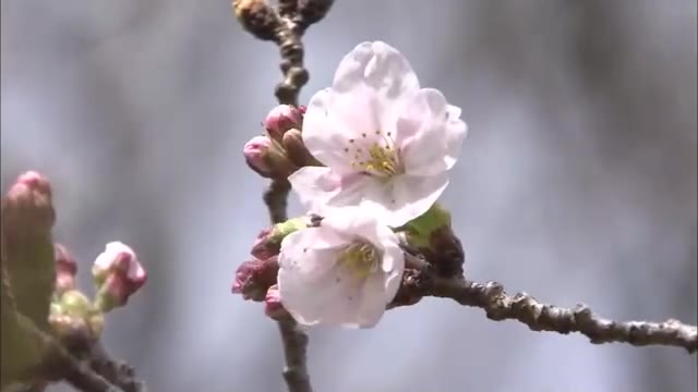 花、ようやく咲いた…待ちに待った春の便り　高松市でサクラの開花発表　前年より７日遅く【香川】