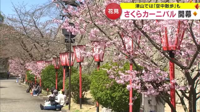 津山市の鶴山公園で早咲きのサクラが見ごろ　３月３０日・３１日は「空中散歩」で壮大な景色を…【岡山】