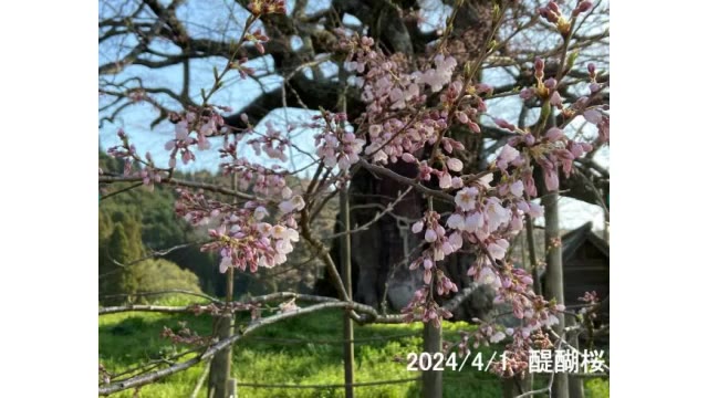 山中にそびえる千年桜　真庭市の醍醐桜　２３年より８日遅い「開花」発表　４日頃満開見込み【岡山】