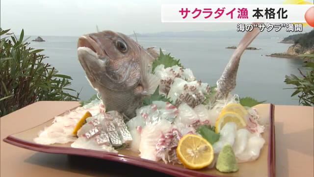 脂が乗り色鮮やかな「サクラダイ」漁が笠岡市沖の瀬戸内海で本格化　実は漁獲量増えています…【岡山】