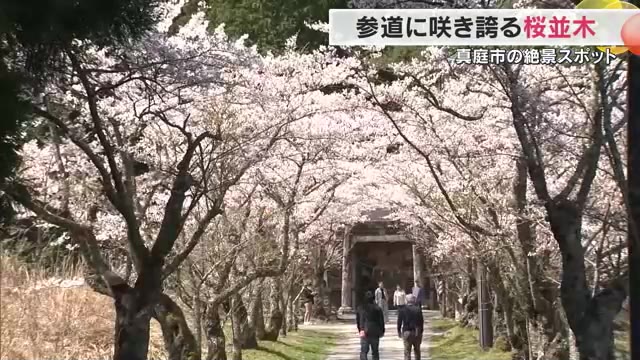 真庭市の絶景スポット・茅部神社の桜並木が見頃　参道を彩る約５００本の桜のアーチに「きれい」【岡山】