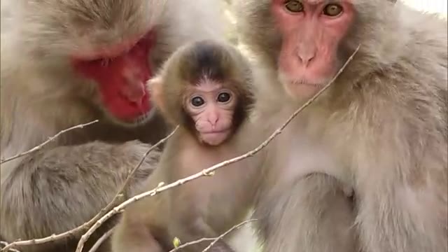 愛くるしいサルの赤ちゃんに「可愛くて餌をいっぱい…」小豆島・お猿の国でベビーラッシュ【香川・土庄町】