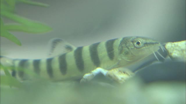 密漁疑われる行為も…絶滅危惧種「アユモドキ」守ろうと国と警察が合同パトロール【岡山】
