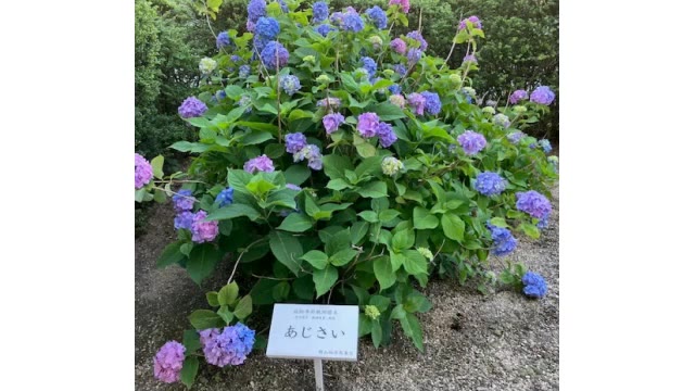 観測史上最も早く…岡山でアジサイ開花（岡山地方気象台）【岡山】