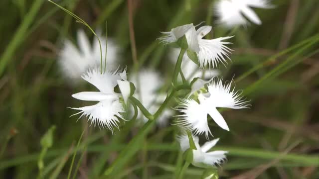 「このままでは貴重な動植物が絶滅…」サギソウが咲き始めた総社市の湿地は水不足で環境悪化の危機【岡山】