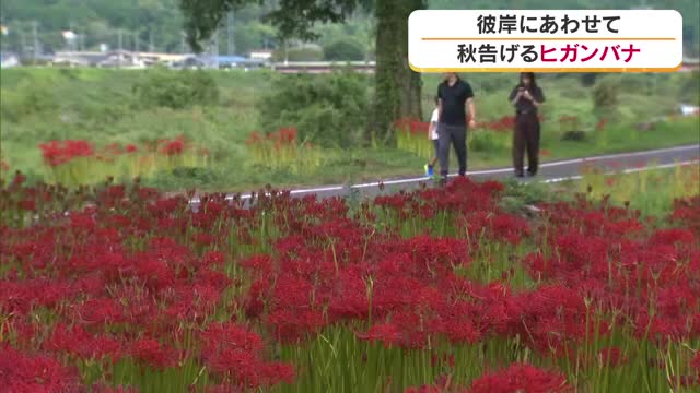 秋の彼岸にあわせ…岡山県内有数の群生地で秋の訪れを告げるヒガンバナ【岡山・真庭市】
