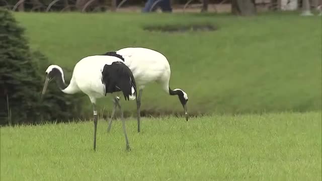 名園の大空に舞うタンチョウ　秋の行楽シーズンにあわせ岡山後楽園で園内散策はじまる（岡山市）