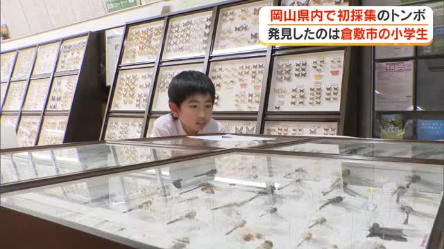 虫好きの小学生が岡山県で「アオビタイトンボ」初確認　驚く専門家も「よく取った！」【岡山・倉敷市】