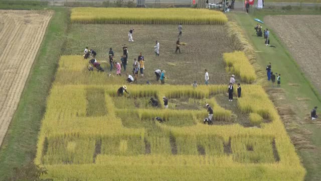 熱い思い今年も実る　「永ちゃん田んぼ」で稲刈り【岡山・美作市】