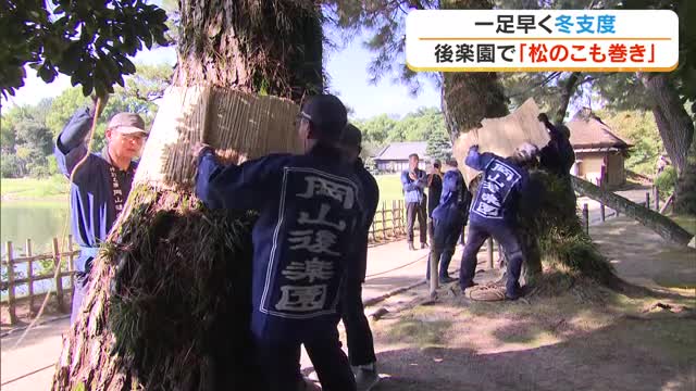 最高気温２５．４度の岡山市では早くも”冬支度”　岡山後楽園で秋の風物詩「松のこも巻き」【岡山】