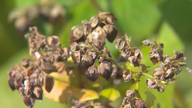 秋の味覚「新そば」の季節が到来！県内最大の産地・蒜山地域でソバの実の収穫始まる【岡山・真庭市】