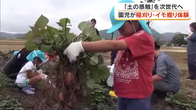 保育園児たちが元気にイモ堀り・イネ刈りに挑戦　収穫後は「給食」でもいただきます！【岡山・岡山市】