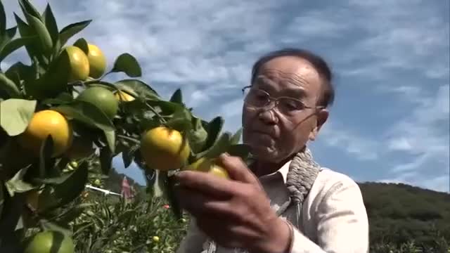 産廃問題を経て…父親が開墾した畑を守り続ける９３歳男性の「豊島みかん」の品質へのこだわり【香川】