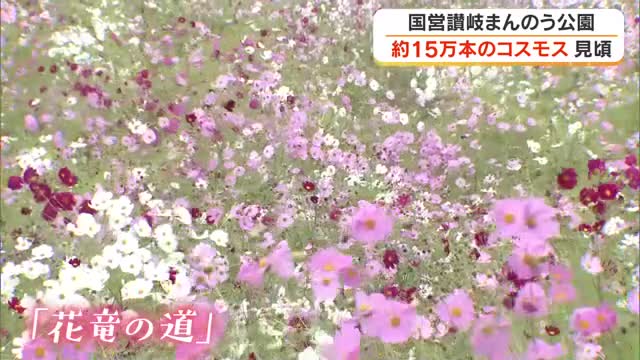 約１５万本の「かわいい」が一面に！国営讃岐まんのう公園でコスモスの花が見頃【香川・まんのう町】