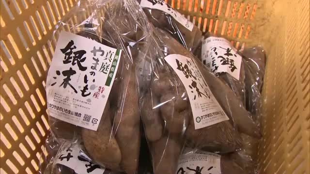 粘りと風味が特長…「幻のヤマノイモ」銀沫の出荷始まる【岡山】