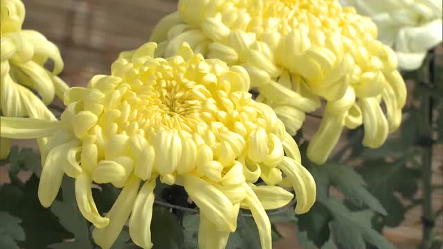 長雨・猛暑を乗り越え育った３３０鉢のキクの花が秋の岡山城を彩る…岡山市の公園で恒例の菊花大会【岡山】