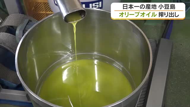 小豆島でオリーブオイルの搾り作業　香りが強く、スパイシーなオイルに仕上がる【香川・小豆島町】