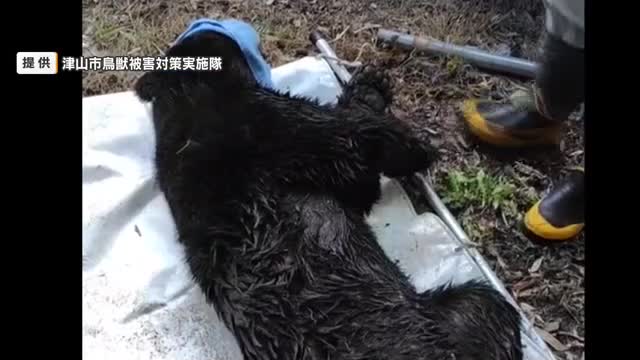 津山市で体長１３４センチのオスのツキノワグマ捕獲　イノシシ用のわなにかかる【岡山】