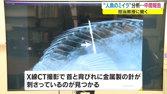 人魚のミイラ中間05