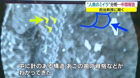 人魚のミイラ中間06
