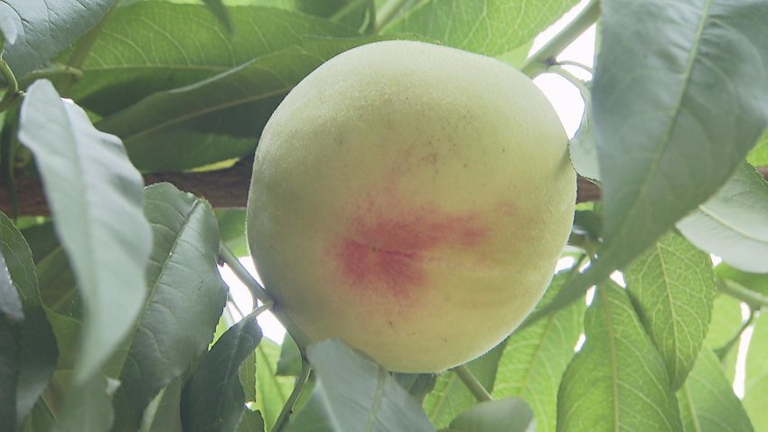 佐藤果樹園2.jpg