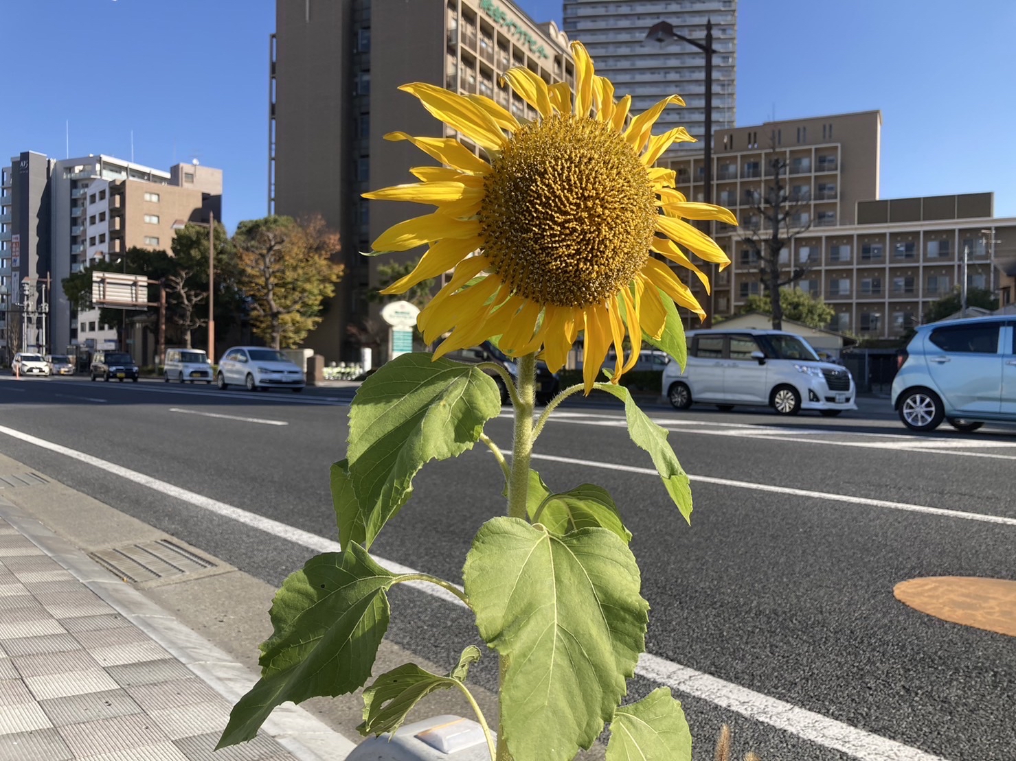 ヒマワリ 岡山市