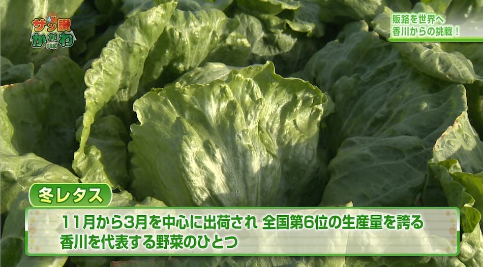 販路を世界へ 香川からの挑戦！　2023年2月23日放送