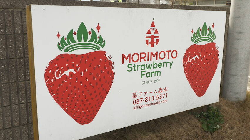 酸味と甘みのバランスが最高！“女峰”をいちご狩り！…苺ファーム森本（金バク！2023年 2月24日OA）