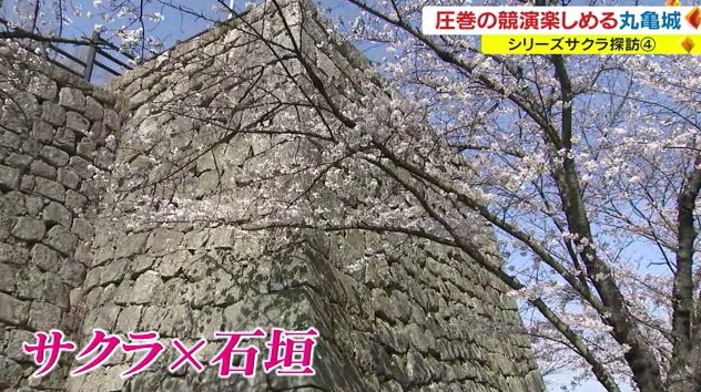 サクラ２