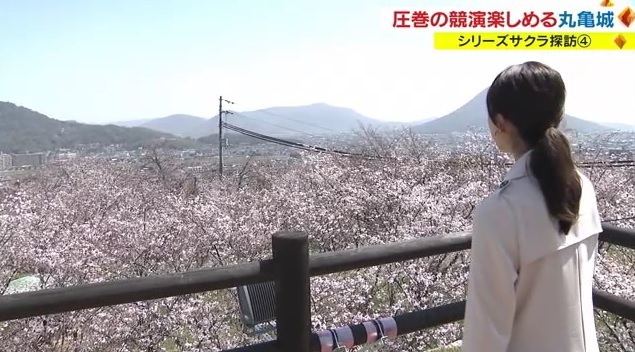 サクラ３