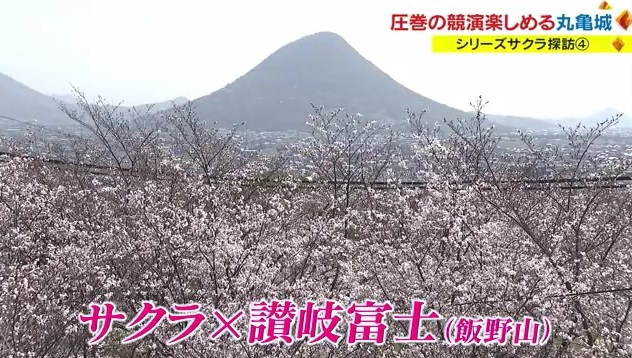 サクラ４