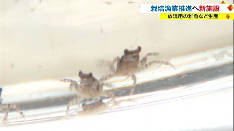 栽培漁業04