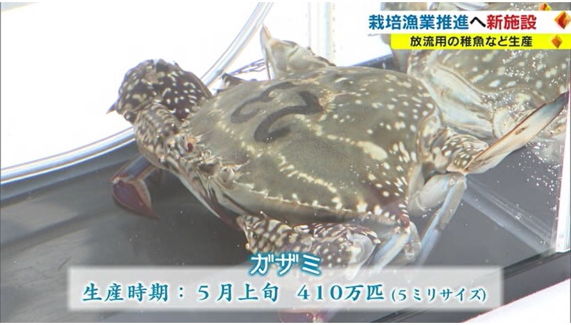 栽培漁業09